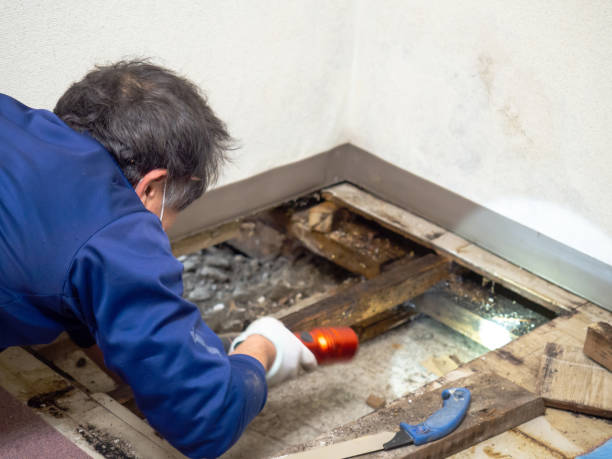 Best Mold Removal and Inspection  in Douglas, AZ