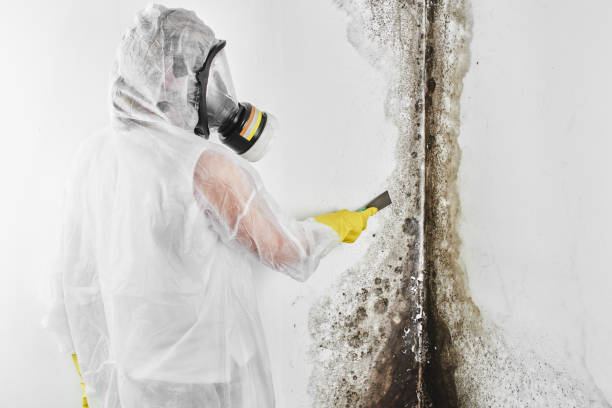 Best Toxic Mold Removal  in Douglas, AZ