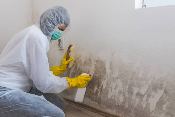 Best Emergency Mold Removal  in Douglas, AZ