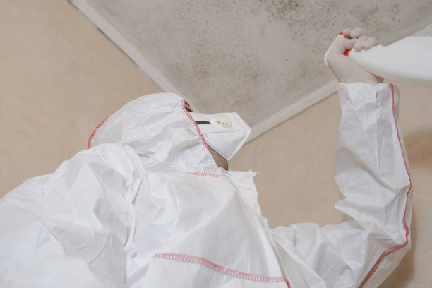 Best Black Mold Removal  in Douglas, AZ