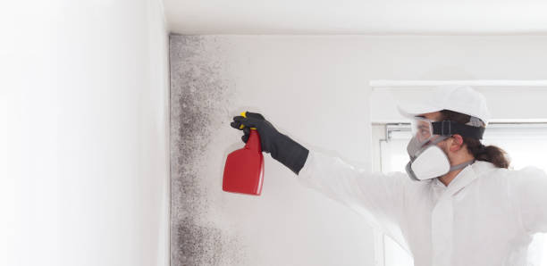 Best Attic Mold Removal  in Douglas, AZ