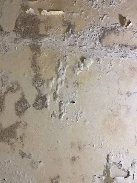 Best Attic Mold Removal  in Douglas, AZ
