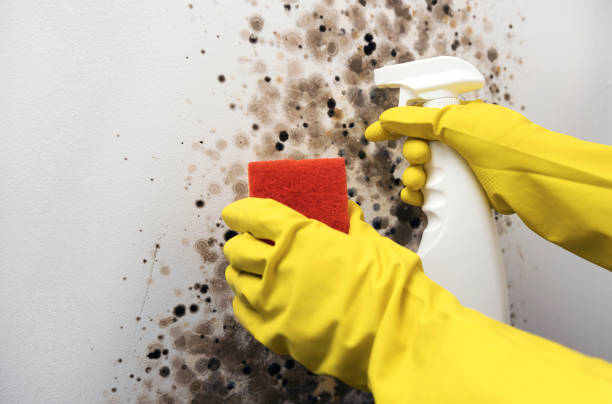 Best Mold Remediation Experts  in Douglas, AZ