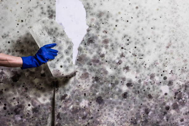 Mold Testing and Removal in Douglas, AZ