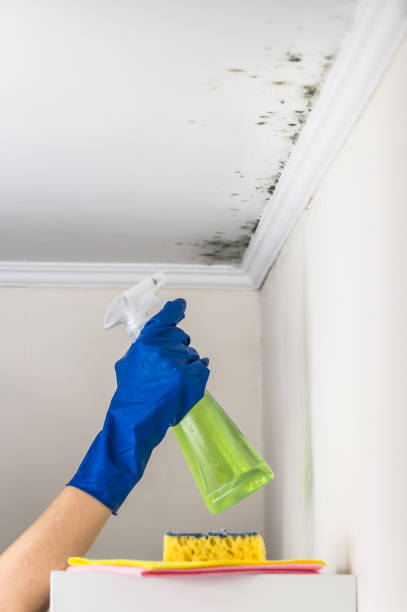 Office Mold Removal Services